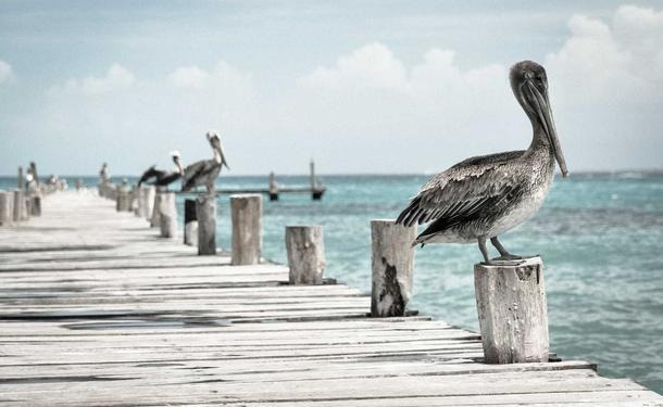 深入了解 DoggyMan 雞胸肉條的製作工藝