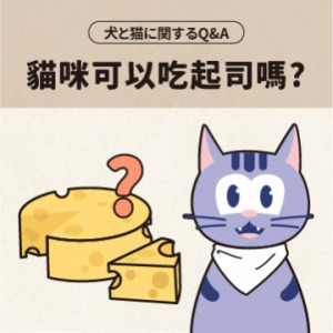 貓咪可以吃DoggymanHello起司嗎