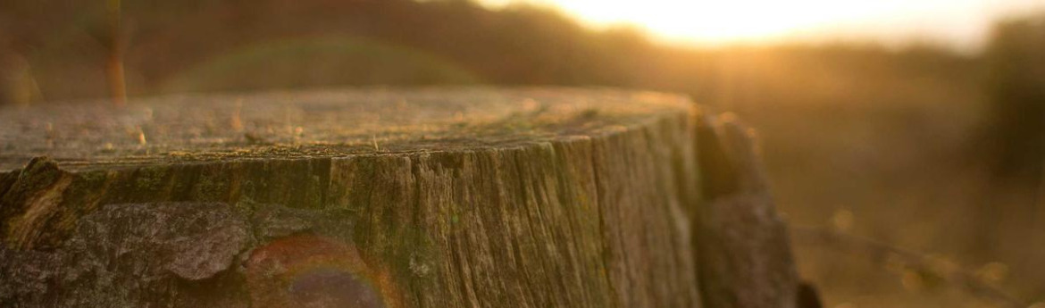 DoggyMan 無添加食品系列